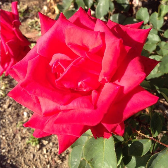 Meet your Posher, Trinity - Picture 1 of 1